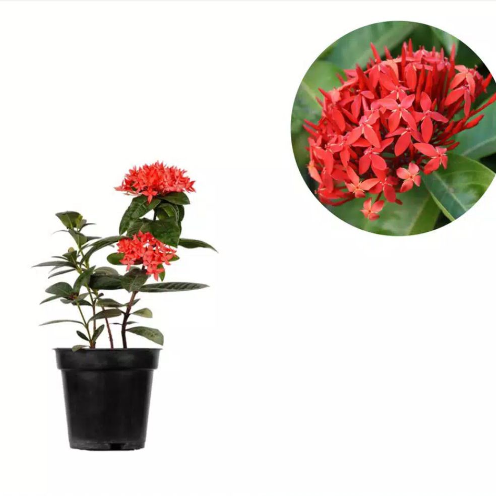 tanaman hias soka jepang bunga merah - tanaman bunga asoka - tanaman bunga soka