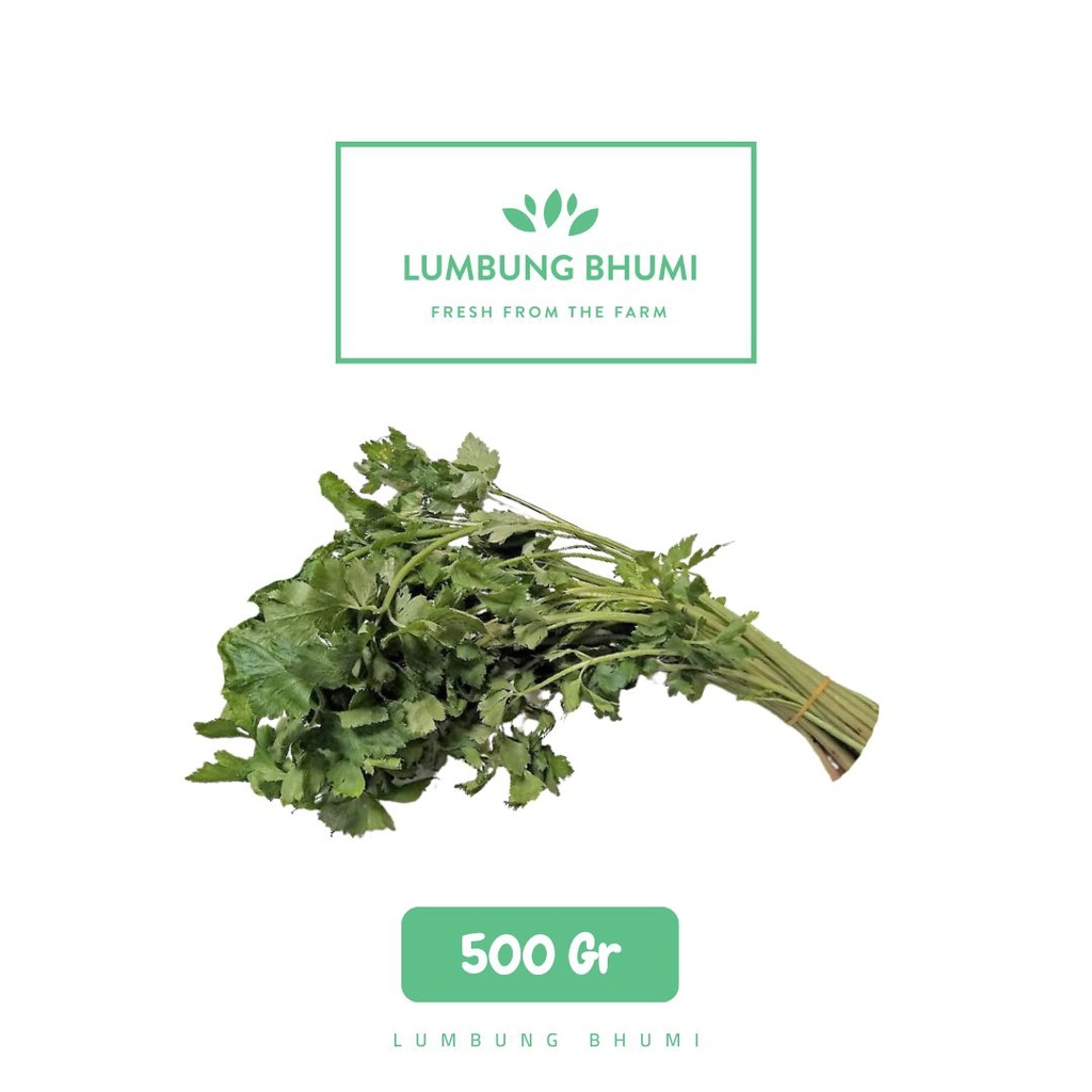 

Lumbung Bhumi - Daun Seledri 500 Gr ( Sayur Curah )