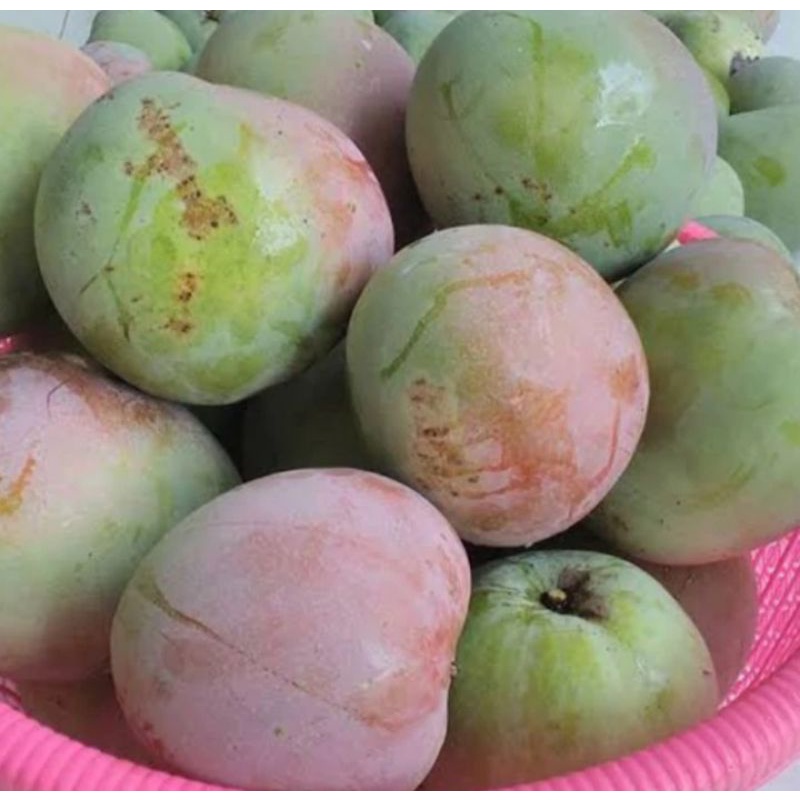 

Buah Mangga Brazil Asam Manis sekilo