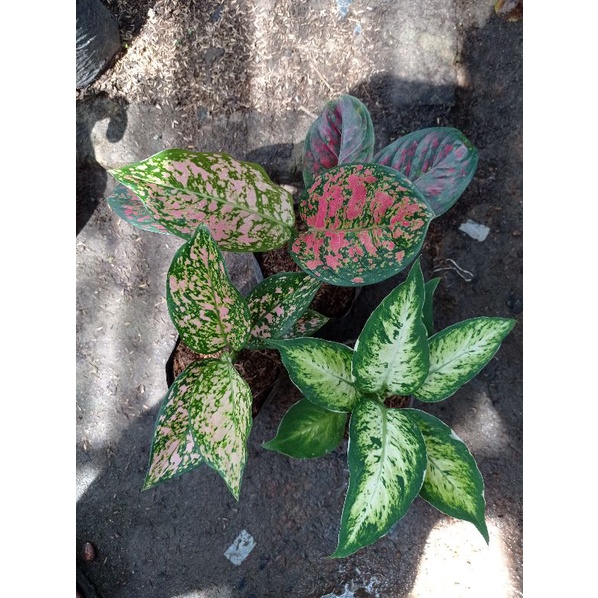 Paket aglonema Lukisan cinta / Venus / Ruby pink