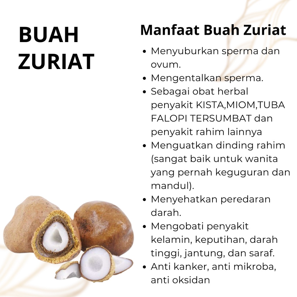 Buah Zuriat Mesir Belah Doum Belah Promil Asli Siap Konsumsi Original buah program hamil cepat alami dan ampuh sempurnakan ikhtiar buah kesuburan zuriyat