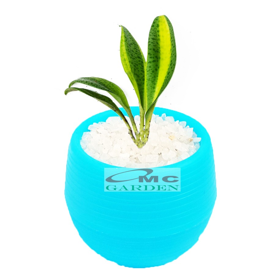 Sukulen Sekulen Mini Succulent Kaktus Pot Bola Tanaman Hias 036-040