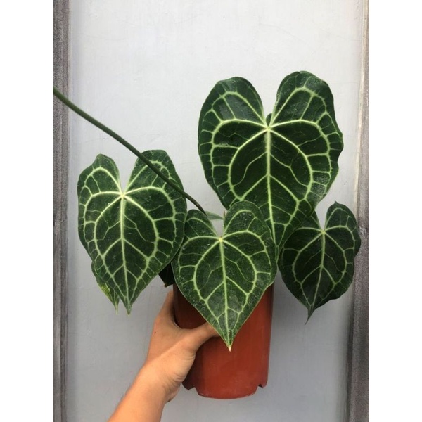 kuping gajah tarantula