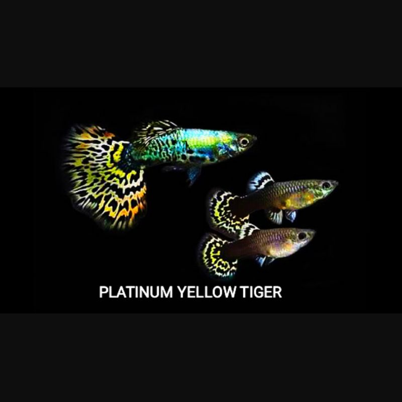 Guppy Platinum Yellow Tiger PYT