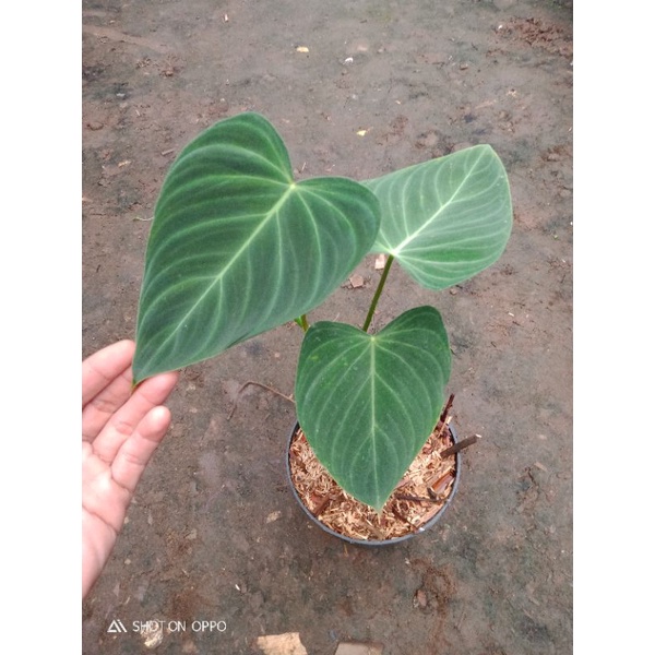 philodendron splendid