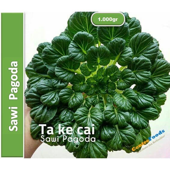 

Sayur Sawi Pagoda - Tatsoi Ta Ke Chai | 1.000gr [ Harga Per KG ]