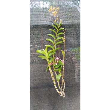 anggrek dendrobium discolor merauke