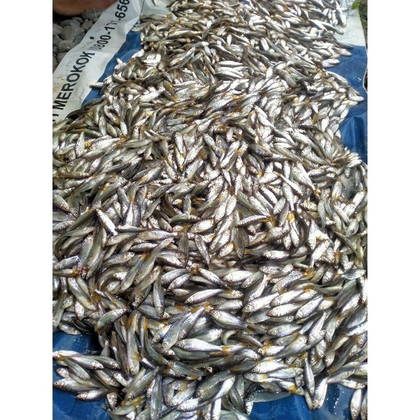 

IKAN BILIH SINGKARAK