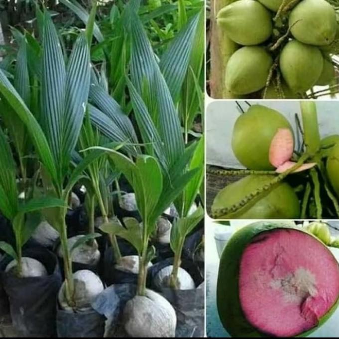 bibit kelapa wulung super asli genjah