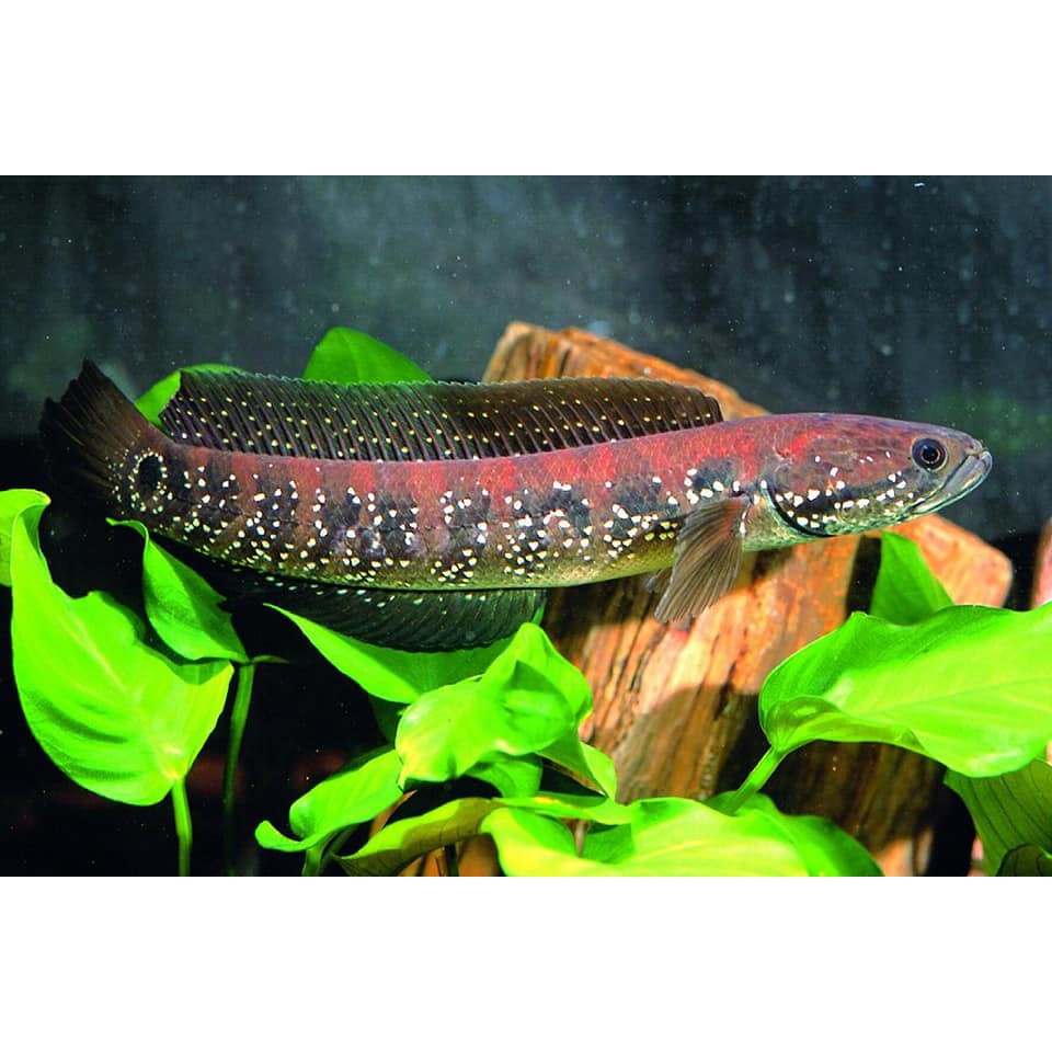 Asiatica Red Spot 7 - 12cm free pelet 1 bungkus