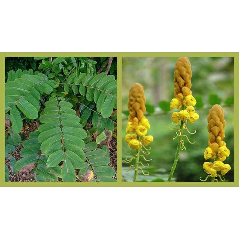 DAUN KIMANILA SEGAR KETEPENG SEGAR 500 GRAM