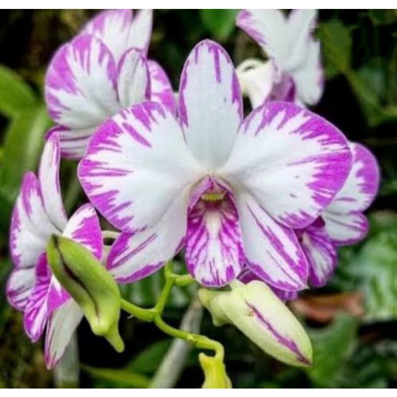 Dendrobium Enobi Splash