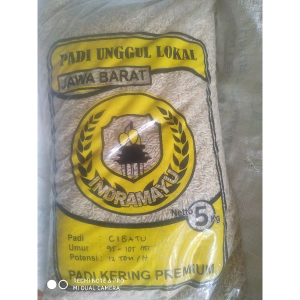 Benih Padi CIBATU 5 kg