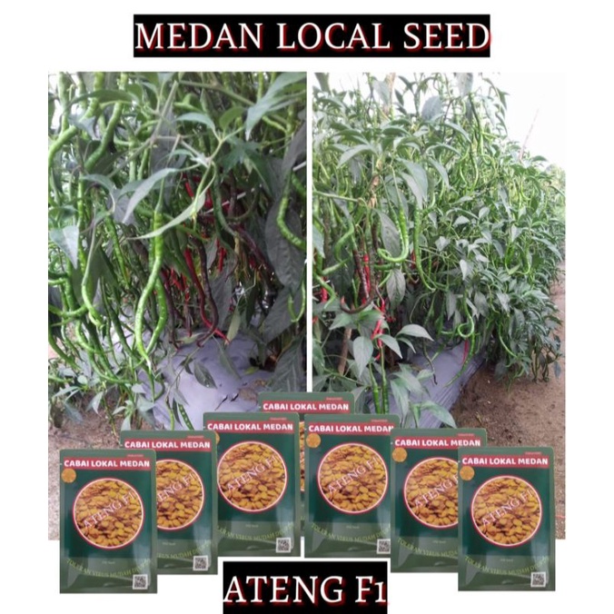 ATENG F1 Benih Cabai Hibrida Unggul paket 5 bks gratis ongkir
