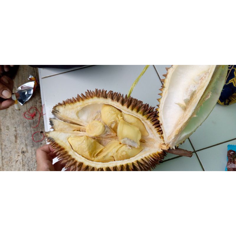 

durian