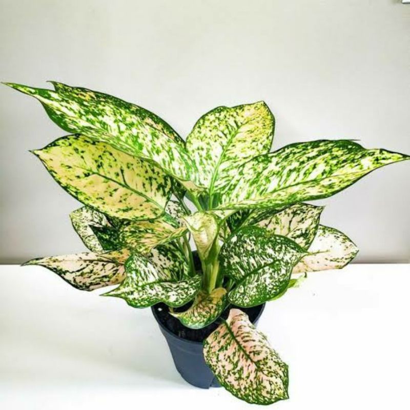 aglonema ruby orange