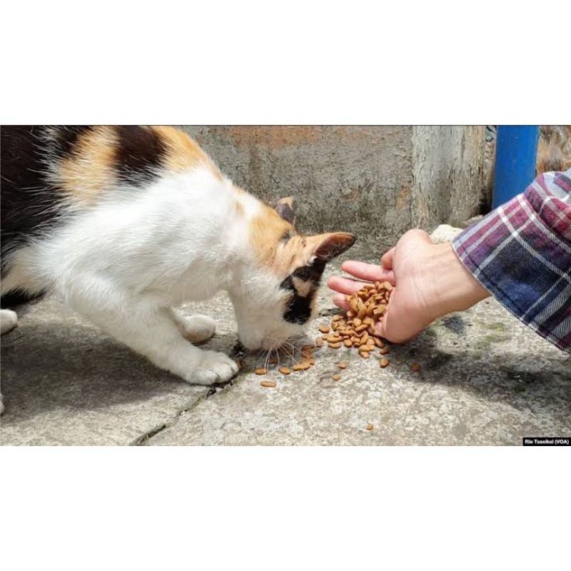 Catfood Kucing Cats Murah Kemasan Hemat FEFARM