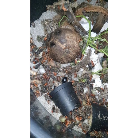 kelomang darat violascens keong darat mainan