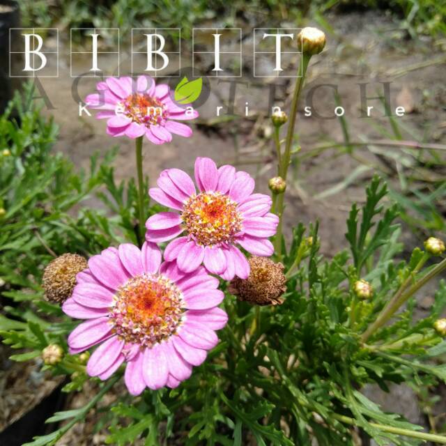 Bibit Tanaman Hias Bunga Cosmos Pink/ Bunga Daisy