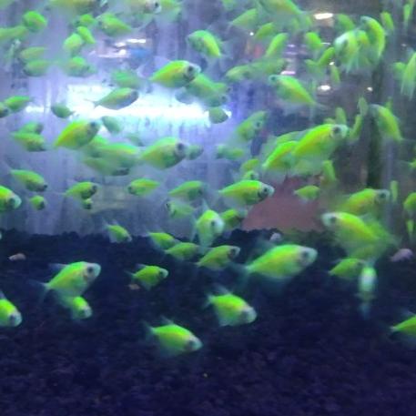 Ikan Hias Aquascape Glow Fish Green Size M