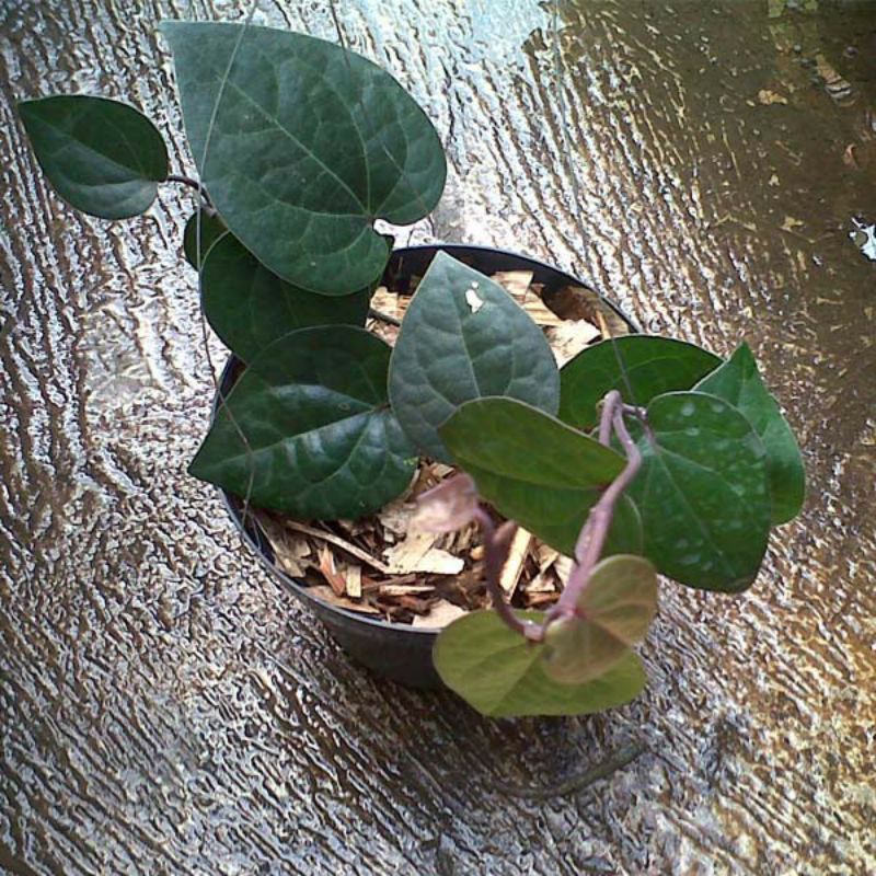 Jual Bibit Sirih/Suruh || Tanaman Herbal | Shopee Indonesia