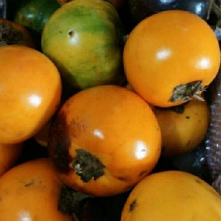 

Promo 9JDJB TERONG ASAM PONTIANAK/TERONG ASAM ➷67 Murah Banget