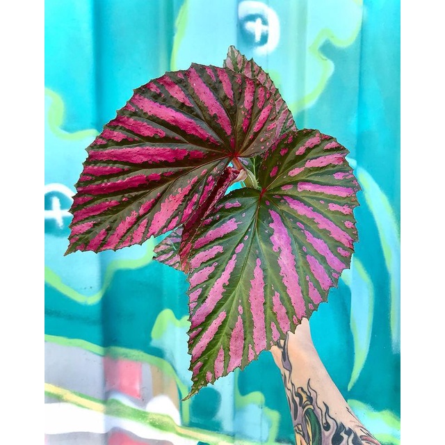 Tanaman Hias Begonia Merah / begonia rex