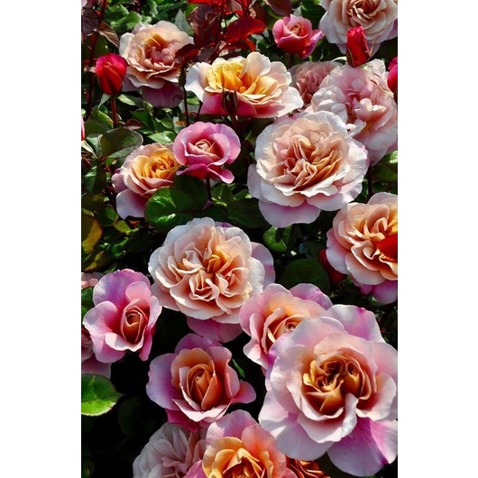 Tanaman Hidup Bunga Mawar Import DISTANT DRUMS-Mawar cantik-bunga mawar hidup- Tanaman mawar