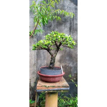 bonsai ASOKA KUNING