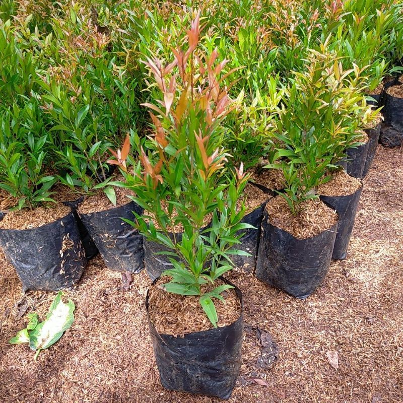 Pucuk merah tinggi 30cm-pohon pucuk merah