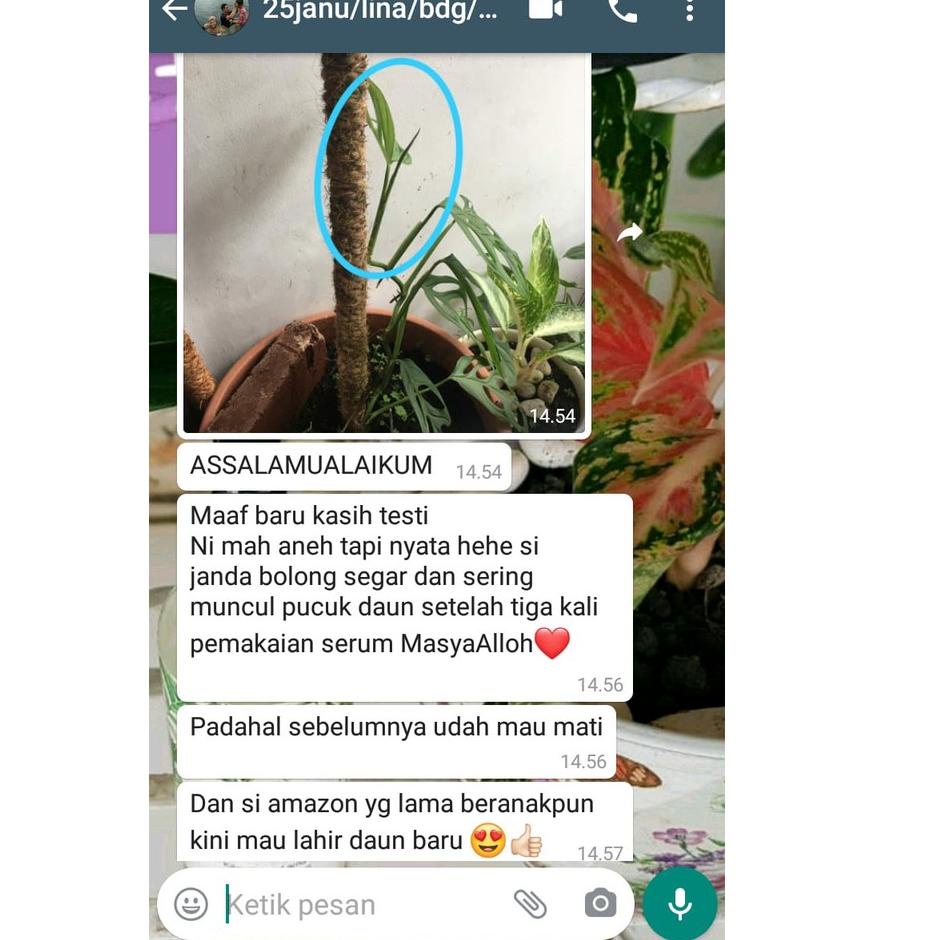 ㅢ Albero plant growth serum - serum tanaman hias ㊬