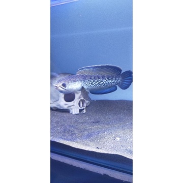 

Chana Stewarty Lebel Seller Arunachal 12 - 17-+cm