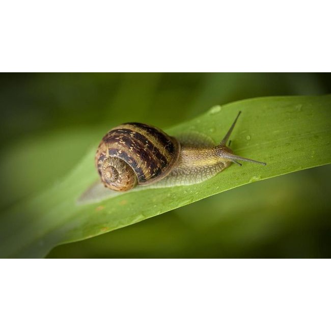 Seller Monster Max Pestisida Pembasmi Siput Keong Sawah Bekicot, Obat Hama (x?