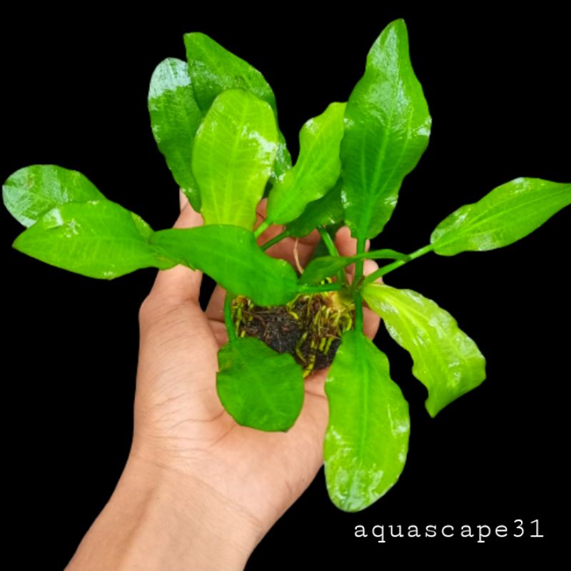 echinodorus major martii media wabikusa tanaman aquascape low co2