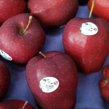 

buah apel merah pasar online makassar
