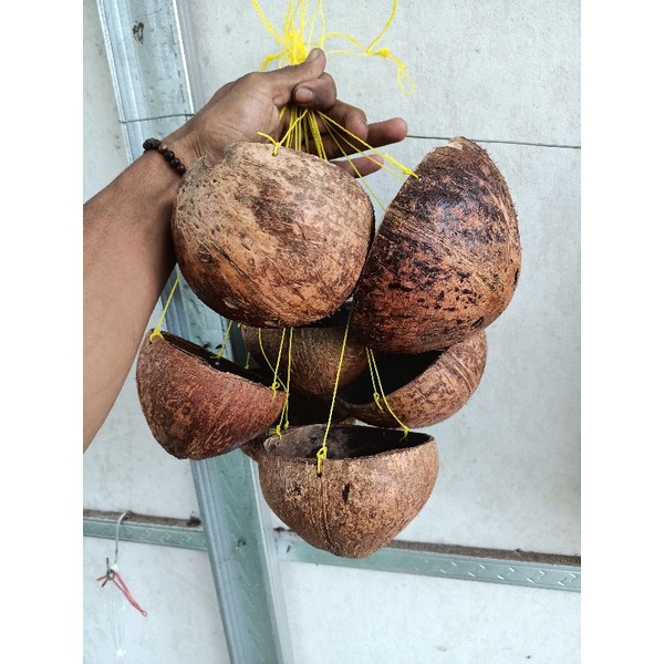 Pot  anggrek batok kelapa