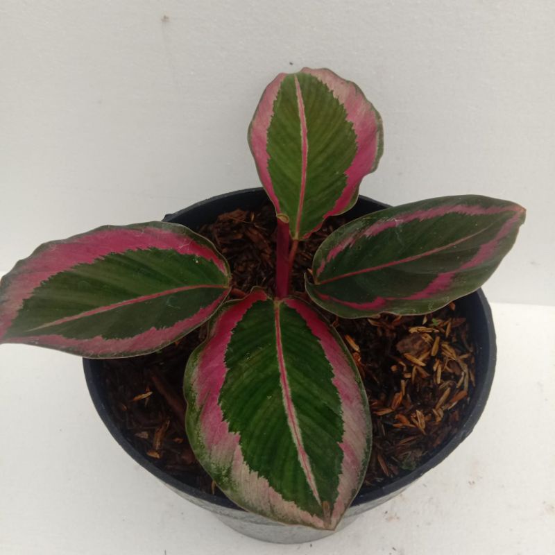 Calathea Pink