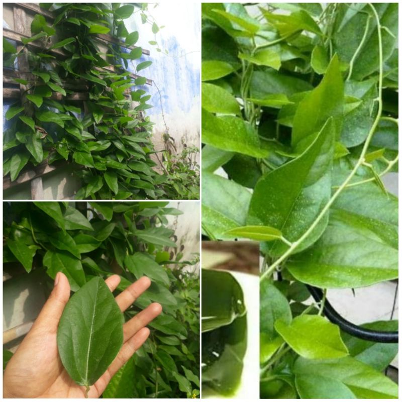 Jual Bibit Daun Cincau Hijau Perdu Cincau Pohon Sudah Tumbuh