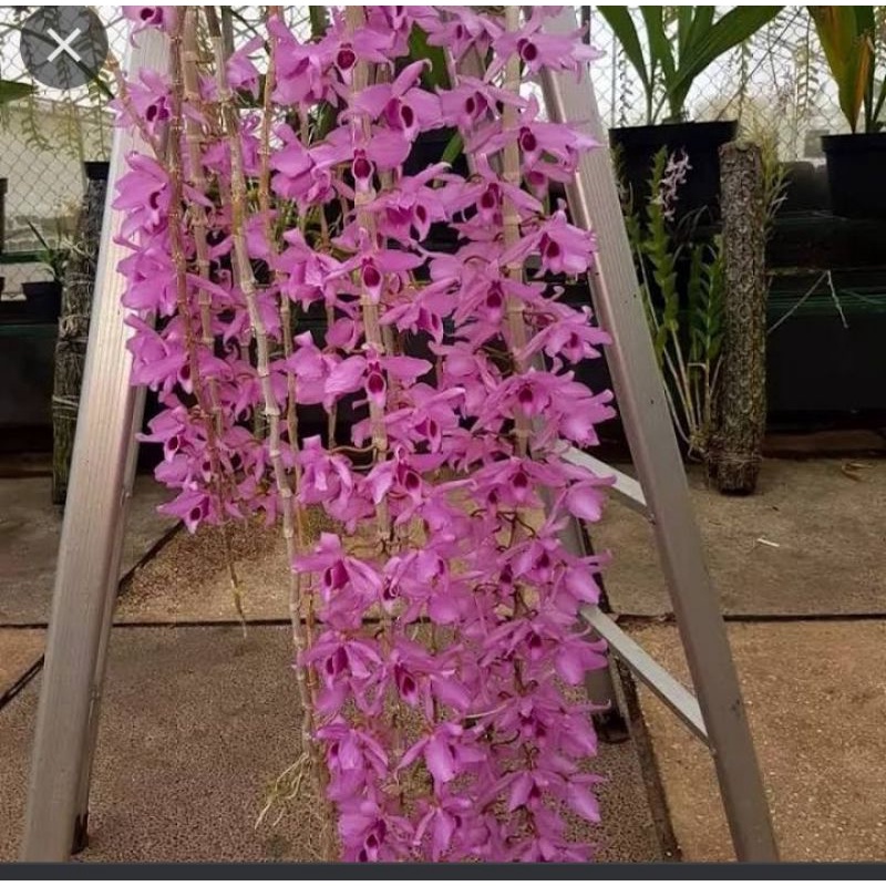 Anggrek Anosmum Gigantea