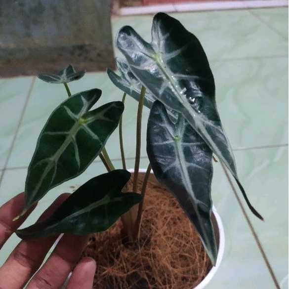 ALOCASIA BAMBINO tanaman hias alocasia bambino murah