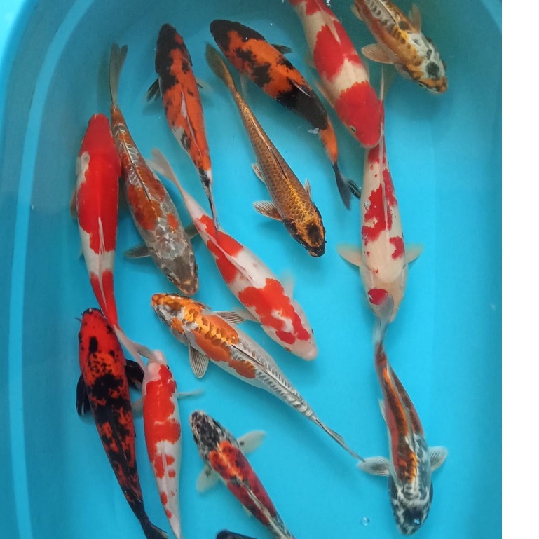 IKAN KOI Blitar Mix 21-25cm Grade A+