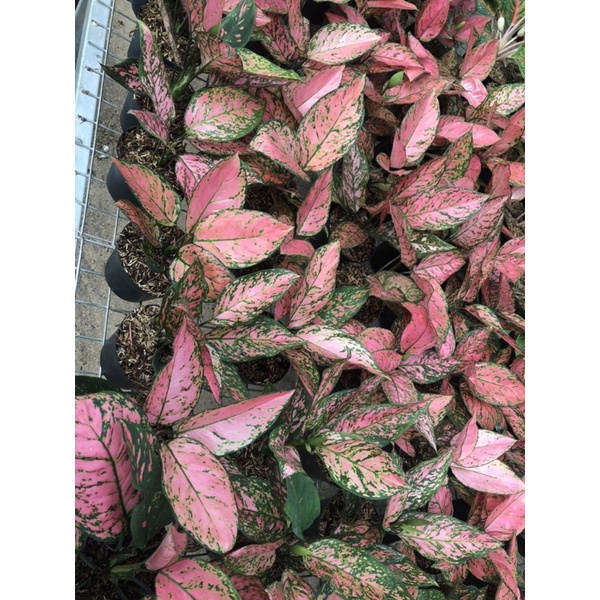 Aglaonema lady valentine