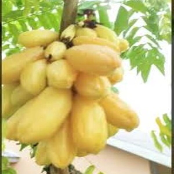 Benih Pohon Buah Belimbing Wuluh Kuning Super