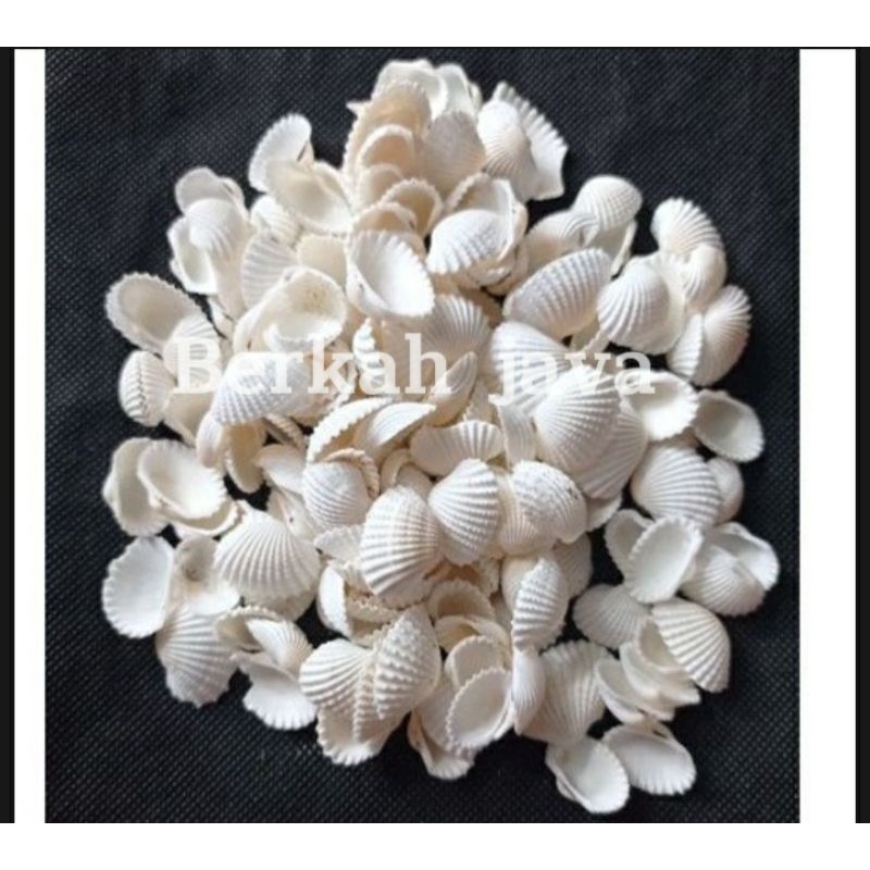 Cangkang Kerang Putih / Kerang Dara Hiasan Aquarium