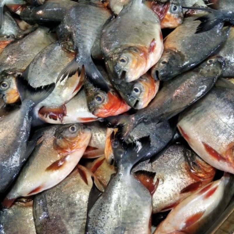 

Grosir Ikan Bawal +- 500 gr Segar