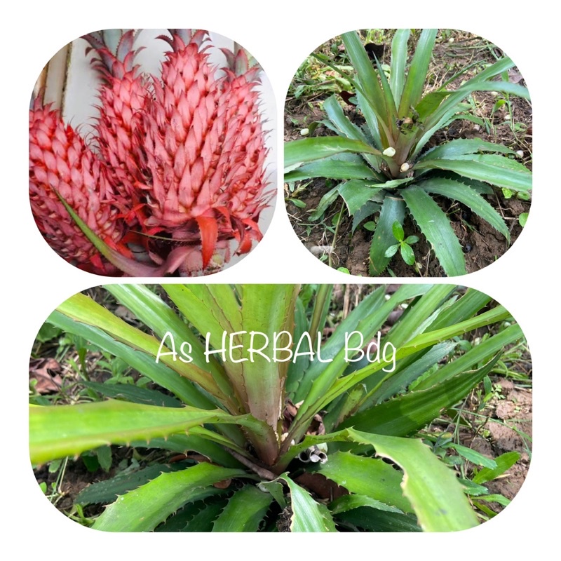 Isi 2 Bibit nanas merah / bibit nanas pagar / bibit nanas hutan / bibit nanas buaya-az