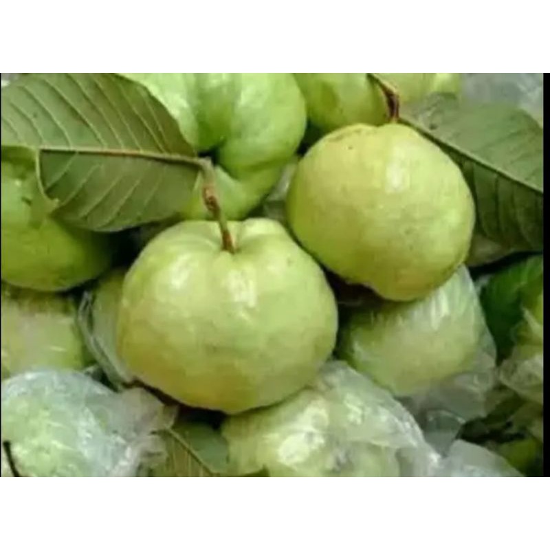 

jambu kristal/1kg