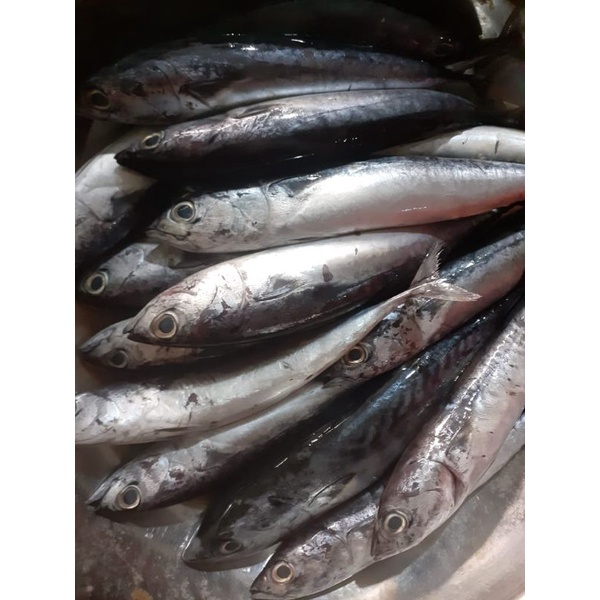 

Ikan Tongkol Kecil Segar