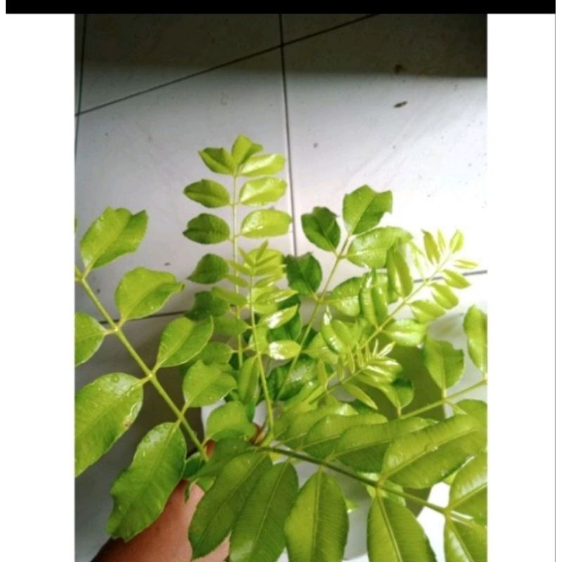 

DAUN KEDONDONG SEHAT MURAH 300g