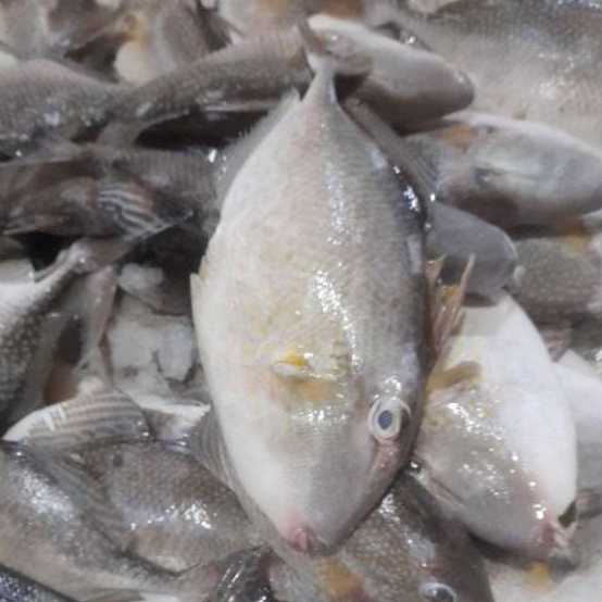 

Ikan ayam ayam frozen